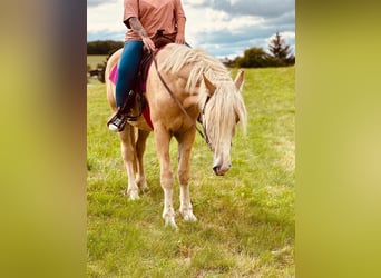 Caballo cremello / Creme horse, Caballo castrado, 3 años, 165 cm, Cremello