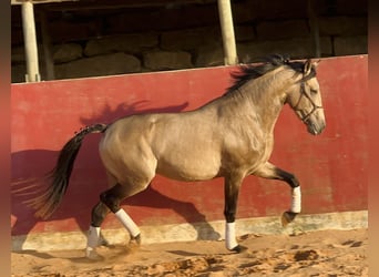 Caballo cremello / Creme horse Mestizo, Semental, 4 años, 162 cm, Bayo