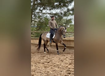 Caballo cremello / Creme horse Mestizo, Semental, 4 años, 162 cm, Bayo