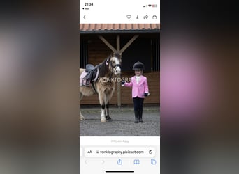Caballo cremello / Creme horse, Semental, 8 años