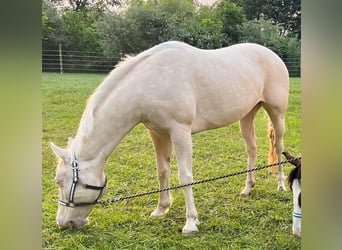 Caballo cremello / Creme horse, Yegua, 10 años, 152 cm, Cremello