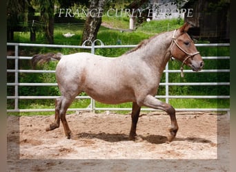 Caballo cremello / Creme horse, Yegua, 3 años, 130 cm, Ruano alazán