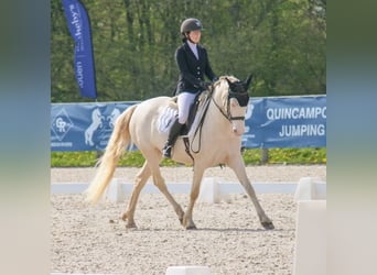 Caballo cremello / Creme horse, Yegua, 8 años, 148 cm, Cremello