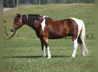 Caballo cuarto de milla, Caballo castrado, 10 años, 124 cm, Castaño rojizo