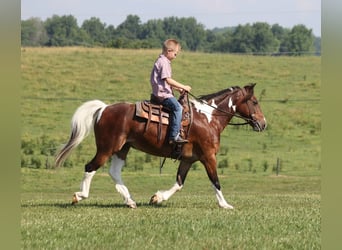 Caballo cuarto de milla, Caballo castrado, 10 años, 124 cm, Castaño rojizo