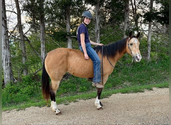 Caballo cuarto de milla, Caballo castrado, 10 años, 142 cm, Buckskin/Bayo