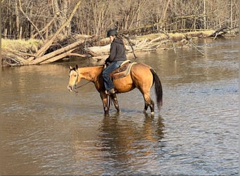 Caballo cuarto de milla, Caballo castrado, 10 años, 142 cm, Buckskin/Bayo