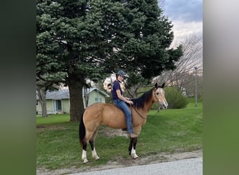 Caballo cuarto de milla, Caballo castrado, 10 años, 142 cm, Buckskin/Bayo