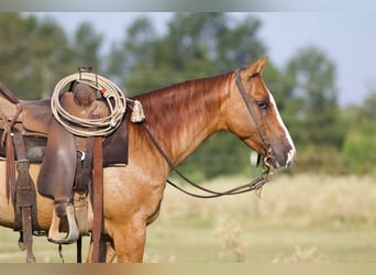 Caballo cuarto de milla, Caballo castrado, 10 años, 142 cm, Red Dun/Cervuno