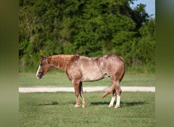 Caballo cuarto de milla, Caballo castrado, 10 años, 142 cm, Ruano alazán