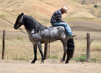 Caballo cuarto de milla, Caballo castrado, 10 años, 142 cm, Ruano azulado