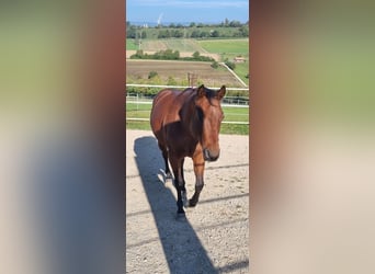 Caballo cuarto de milla, Caballo castrado, 10 años, 146 cm, Castaño-ruano