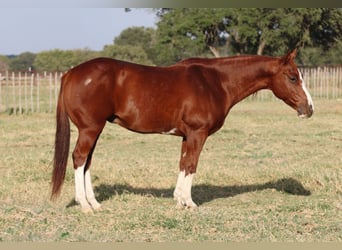 Caballo cuarto de milla, Caballo castrado, 10 años, 147 cm, Alazán rojizo