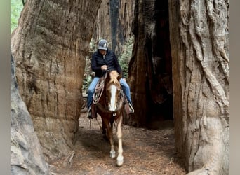 Caballo cuarto de milla, Caballo castrado, 10 años, 147 cm, Alazán-tostado