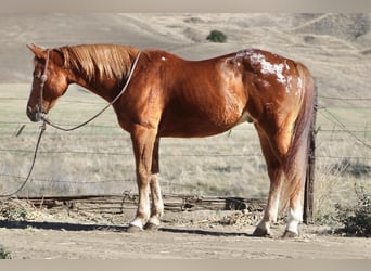 Caballo cuarto de milla, Caballo castrado, 10 años, 147 cm, Alazán-tostado