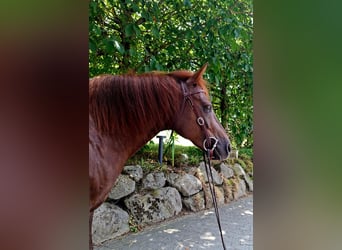 Caballo cuarto de milla Mestizo, Caballo castrado, 10 años, 147 cm, Alazán-tostado