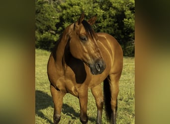 Caballo cuarto de milla, Caballo castrado, 10 años, 147 cm, Castaño rojizo