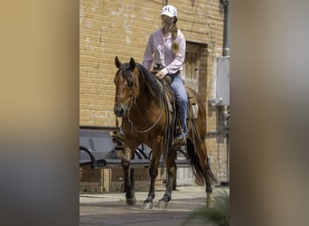 Caballo cuarto de milla, Caballo castrado, 10 años, 147 cm, Castaño rojizo