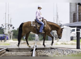Caballo cuarto de milla, Caballo castrado, 10 años, 147 cm, Castaño rojizo
