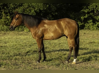 Caballo cuarto de milla, Caballo castrado, 10 años, 147 cm, Castaño rojizo
