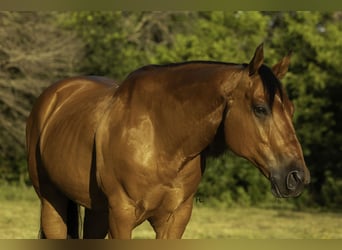 Caballo cuarto de milla, Caballo castrado, 10 años, 147 cm, Castaño rojizo
