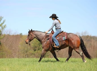 Caballo cuarto de milla, Caballo castrado, 10 años, 147 cm, Castaño-ruano
