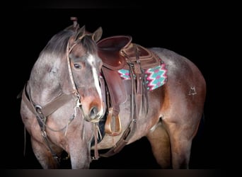 Caballo cuarto de milla, Caballo castrado, 10 años, 147 cm, Castaño-ruano