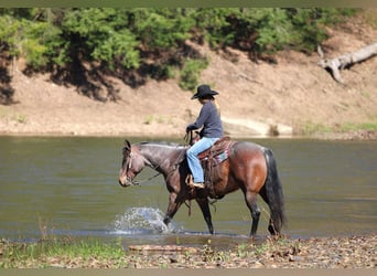 Caballo cuarto de milla, Caballo castrado, 10 años, 147 cm, Castaño-ruano