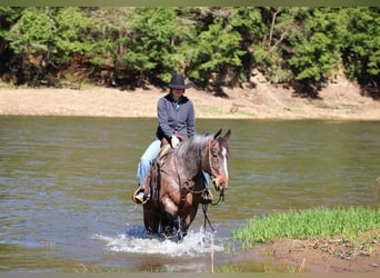 Caballo cuarto de milla, Caballo castrado, 10 años, 147 cm, Castaño-ruano