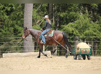 Caballo cuarto de milla, Caballo castrado, 10 años, 147 cm, Castaño-ruano
