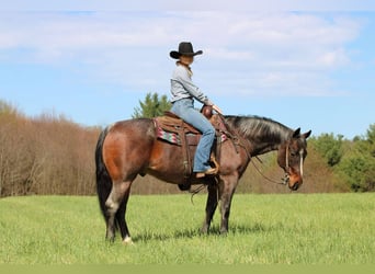 Caballo cuarto de milla, Caballo castrado, 10 años, 147 cm, Castaño-ruano