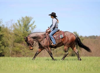 Caballo cuarto de milla, Caballo castrado, 10 años, 147 cm, Castaño-ruano