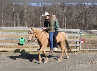 Caballo cuarto de milla, Caballo castrado, 10 años, 147 cm, Palomino