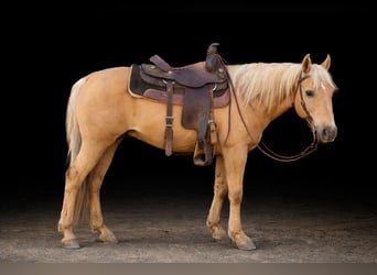 Caballo cuarto de milla, Caballo castrado, 10 años, 147 cm, Palomino