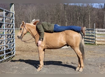Caballo cuarto de milla, Caballo castrado, 10 años, 147 cm, Palomino
