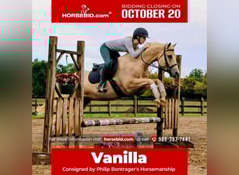 Caballo cuarto de milla, Caballo castrado, 10 años, 147 cm, Palomino
