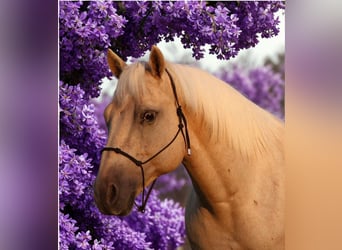 Caballo cuarto de milla, Caballo castrado, 10 años, 147 cm, Palomino