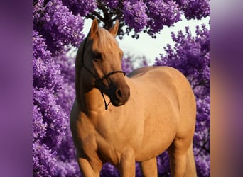 Caballo cuarto de milla, Caballo castrado, 10 años, 147 cm, Palomino