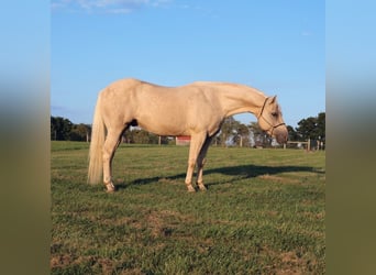 Caballo cuarto de milla, Caballo castrado, 10 años, 147 cm, Palomino