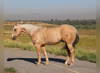 Caballo cuarto de milla, Caballo castrado, 10 años, 147 cm, Palomino