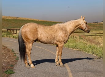 Caballo cuarto de milla, Caballo castrado, 10 años, 147 cm, Palomino