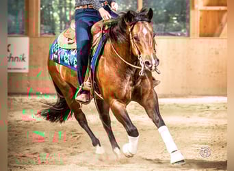 Caballo cuarto de milla, Caballo castrado, 10 años, 149 cm, Castaño oscuro