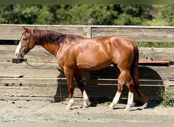Caballo cuarto de milla, Caballo castrado, 10 años, 150 cm, Alazán rojizo