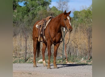 Caballo cuarto de milla, Caballo castrado, 10 años, 150 cm, Alazán-tostado
