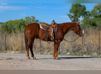 Caballo cuarto de milla, Caballo castrado, 10 años, 150 cm, Alazán-tostado