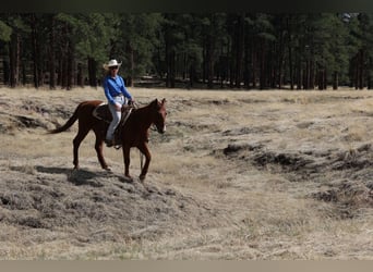 Caballo cuarto de milla, Caballo castrado, 10 años, 150 cm, Alazán-tostado