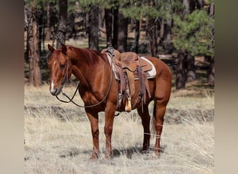 Caballo cuarto de milla, Caballo castrado, 10 años, 150 cm, Alazán-tostado