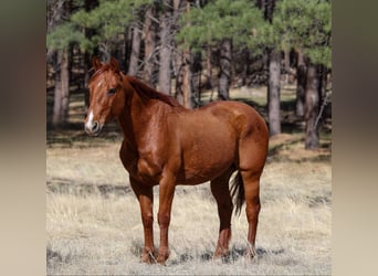Caballo cuarto de milla, Caballo castrado, 10 años, 150 cm, Alazán-tostado