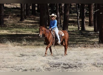 Caballo cuarto de milla, Caballo castrado, 10 años, 150 cm, Alazán-tostado