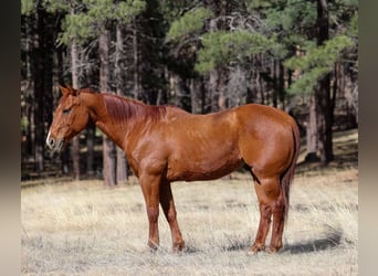 Caballo cuarto de milla, Caballo castrado, 10 años, 150 cm, Alazán-tostado